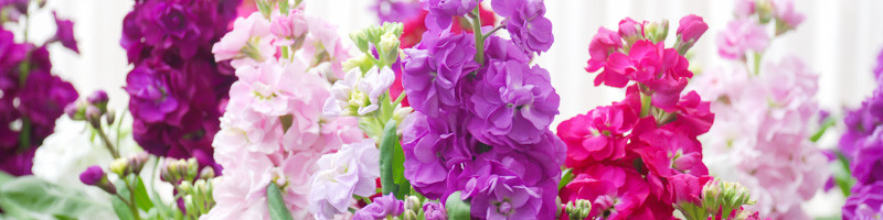 Matthiola incana, Stock Flower